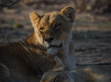 We all love a happy ending, and last week we were confronted with the possibility of losing one of the Ross Breakaway lionesses, only to discover both lionesses well and side-by-side over the weekend and again this morning. This is how the story went… Last week, Africa on Foot guide, Greg Moran, found the older of […]