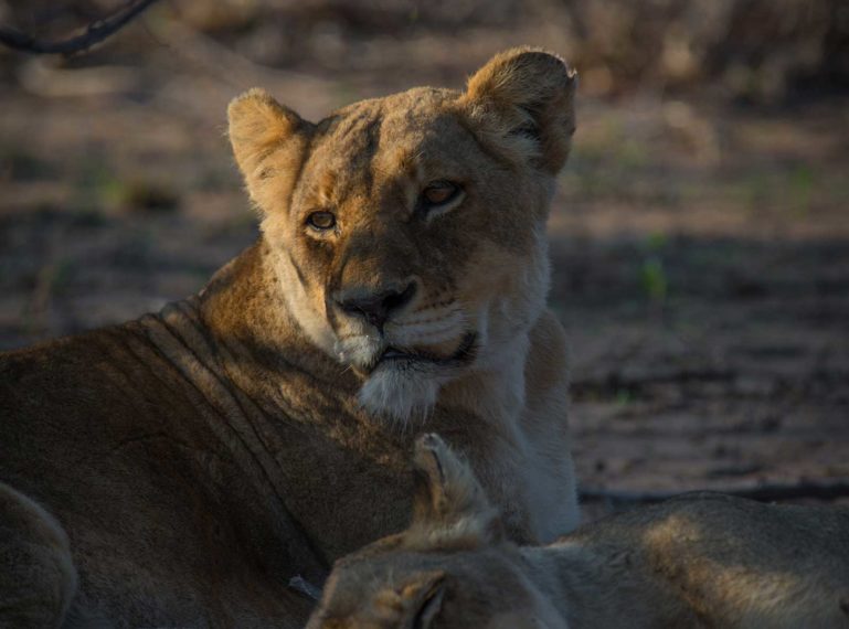 Breakaway Lionesses Reunite!