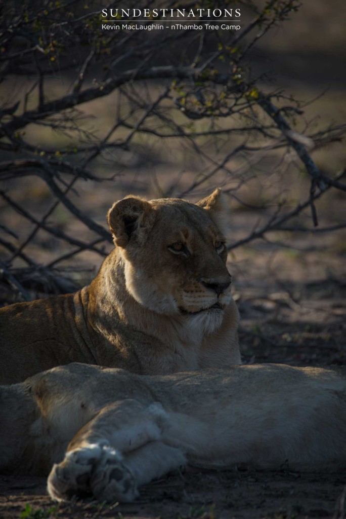 Both Breakaway lionesses seen relaxing together after a few days apart 