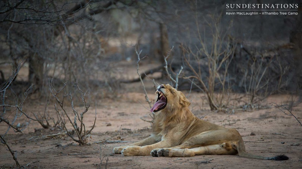 A young male lion from the Dundee Pride stretches his jaws in a classic, 'King of the Jungle'-type manner