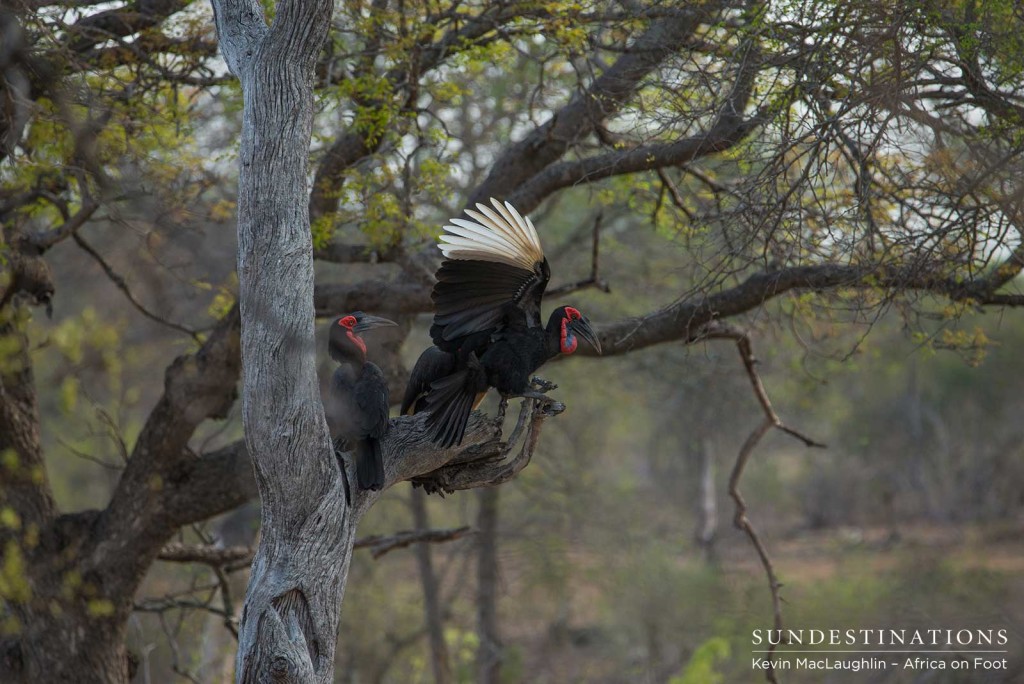 Southern ground hornbills roosting in a tree in the Klaserie