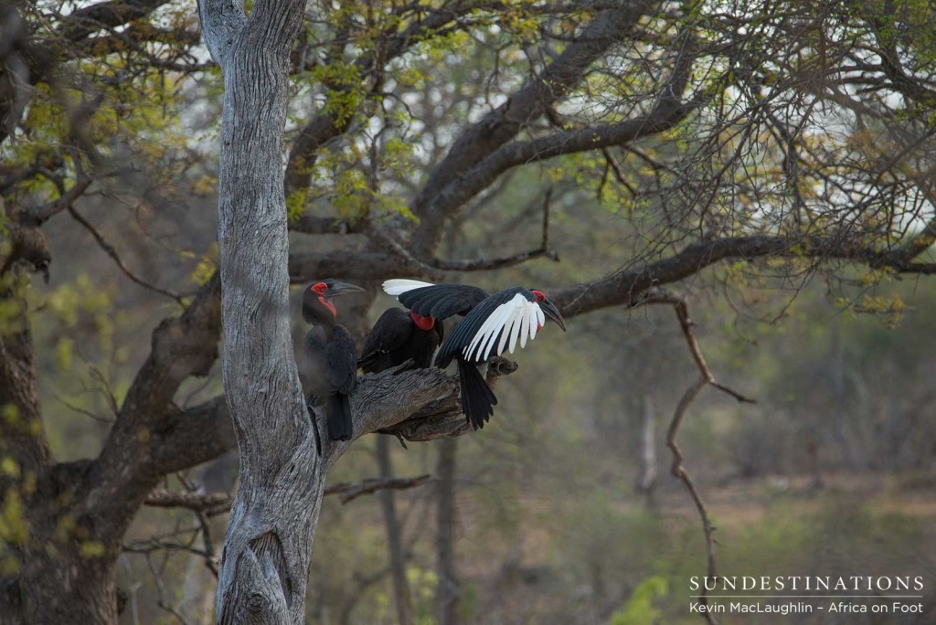 Southern ground hornbills roosting in a tree in the Klaserie