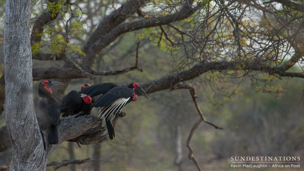 Southern ground hornbills roosting in a tree in the Klaserie