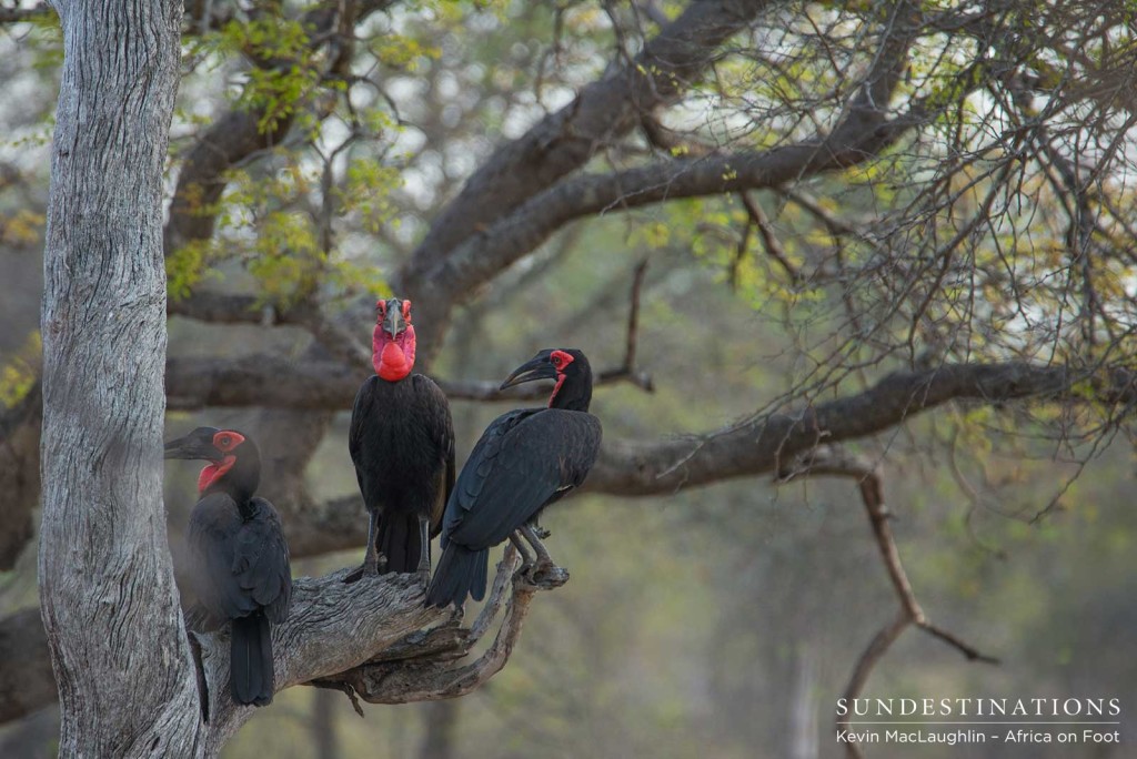 Southern ground hornbills roosting in a tree in the Klaserie