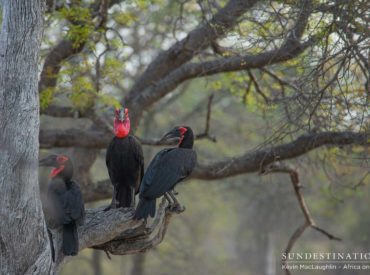 Some might consider it a face only a mother would love, but if you look a little more closely at the Southern ground hornbill, you’ll notice its luscious long eyelashes, mesmerising blue eyes, and the vibrancy of the bulging red skin on its face. This dinosaur-like bird is a relative of the yellow- and red-billed […]