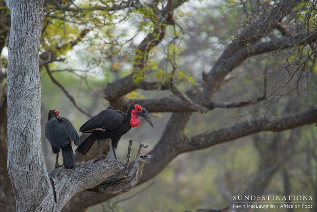 Southern ground hornbills roosting in a tree in the Klaserie