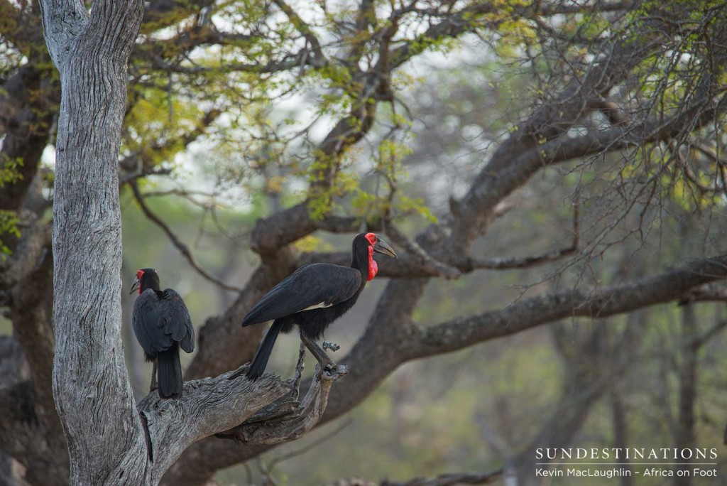 Southern ground hornbills roosting in a tree in the Klaserie