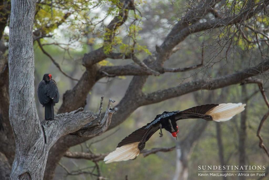 Southern ground hornbills roosting in a tree in the Klaserie