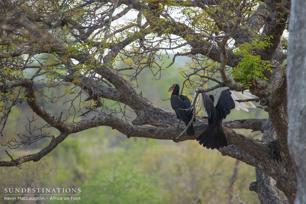 Southern ground hornbills roosting in a tree in the Klaserie