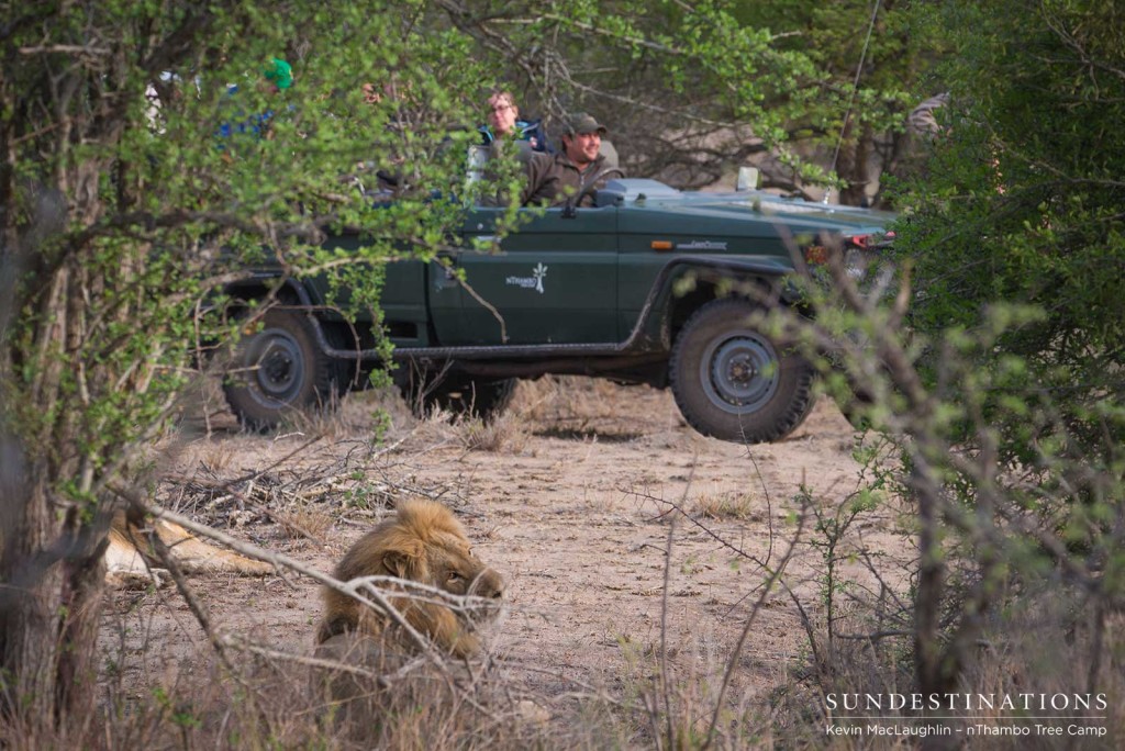 Mapoza males mating with Breakaway lionesses