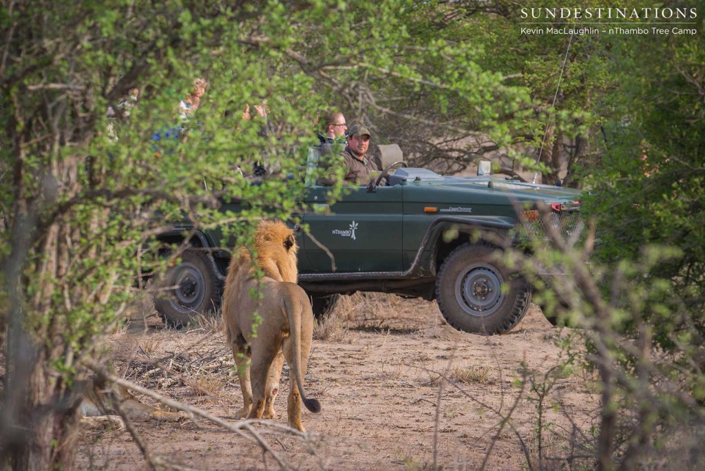 Mapoza males mating with Breakaway lionesses