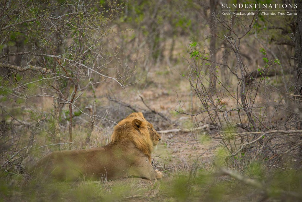 Mapoza males mating with Breakaway lionesses