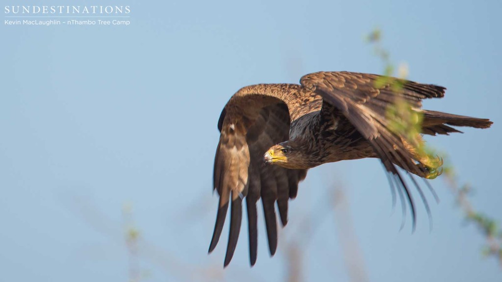 A tawny eagle prepares to beat its wings and propel through the air after taking off from a branch, destined for the meaty remains of a warthog carcass