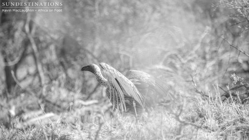 A white-backed vulture prepares for take off after a disappointing visit to a warthog carcass