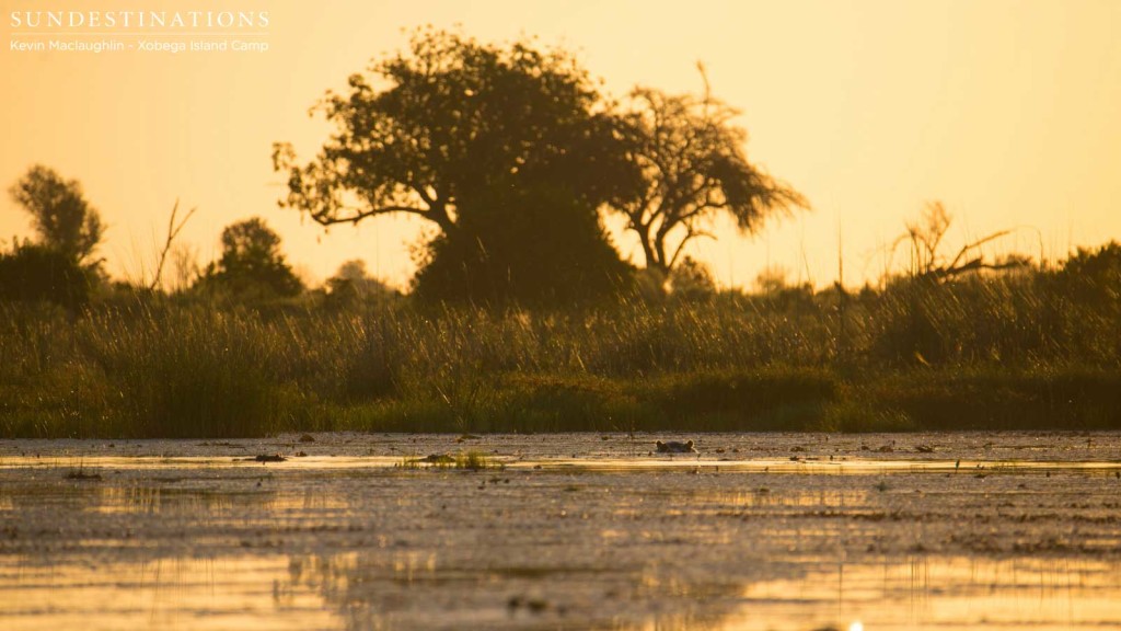 A golden tinted evening on the waters of the Okavango Delta, with the skeptical gaze of the hippos to keep us company.