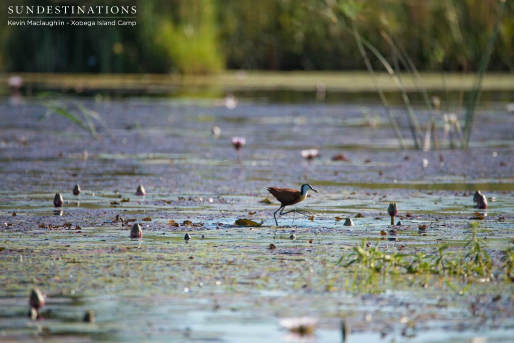 An African jacane plods along the surface of the water, using the lilypads as stepping stones