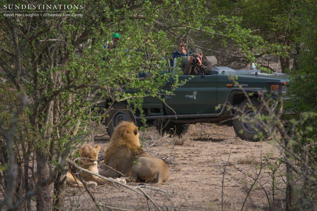 Mapoza males mating with Breakaway lionesses