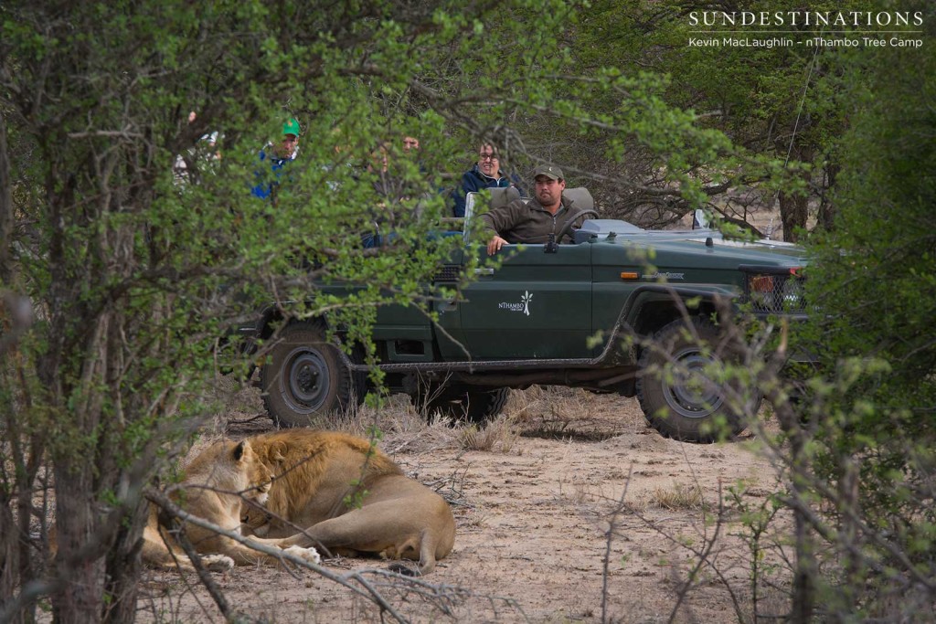 Mapoza males mating with Breakaway lionesses