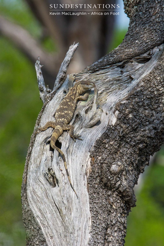 A rock monitor suns itself on the bare trunk of a tamboti tree, eyeing out the audience with skepticism