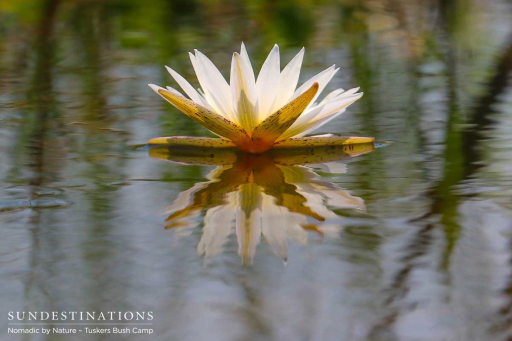 The perfect form of a day lily, a common, yet beautiful, feature of the Okavango Delta waterways. Saluting the sun all day until closing its petals at sunset.