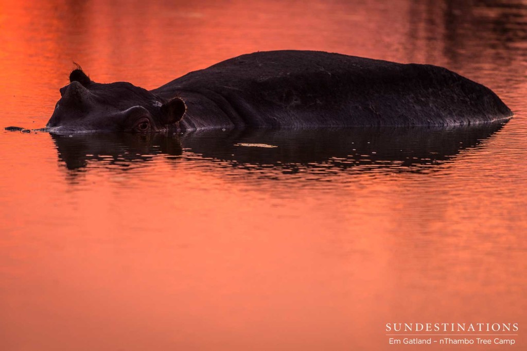 A sunset reflects vibrantly on the water as a hippo wallows and absorbs the last of the day's heat