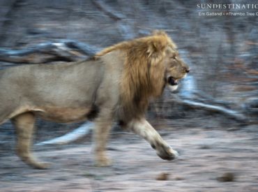 It’s a tough job having to select the best photographic captures of the week; sifting through folders of outstanding safari moments and bookmarking the ones that evoke emotion, admiration, and nostalgia. We are tasked with the job of flipping through albums of wildlife action caught on camera, sunsets that warm the soul, and quiet moments shared […]