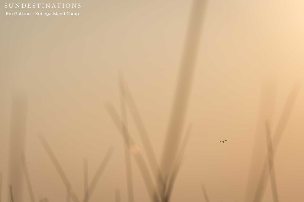 A stork departs and leaves us alone on our mokoro between the reeds of the Okavango Delta