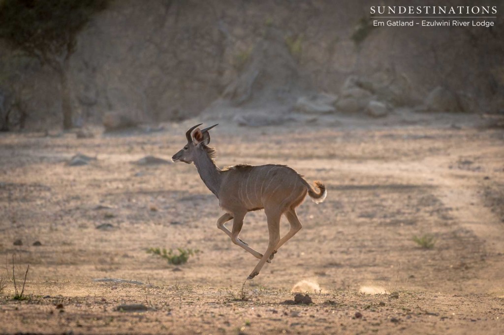 A young male kudu captured, airborne, after taking off in the middle of an open plain in the Balule.