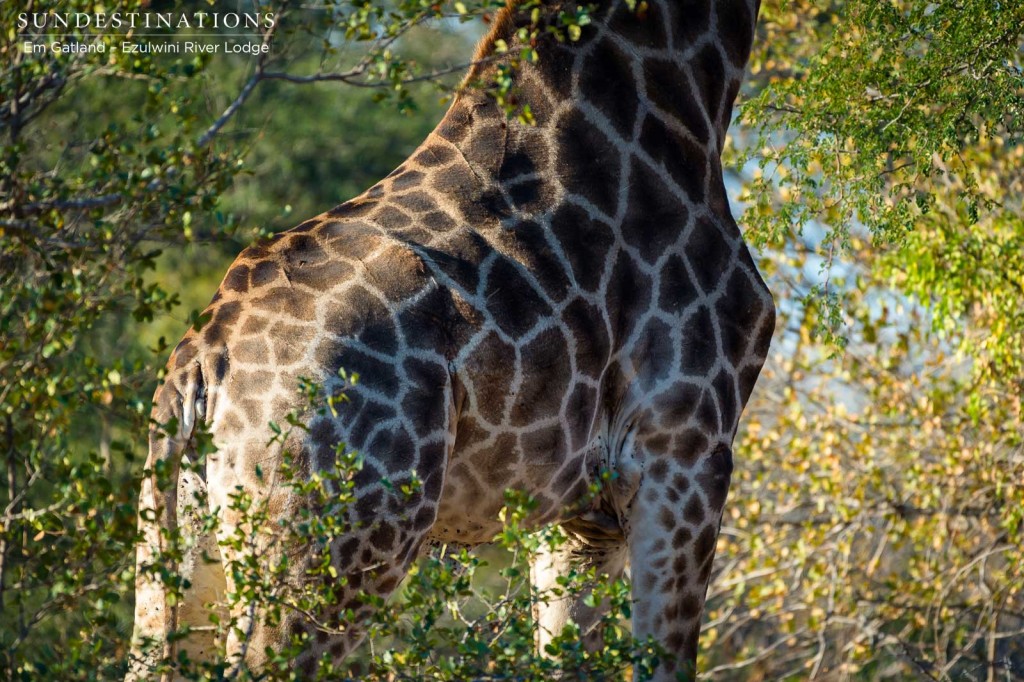 A giraffe seen at eye level from a game viewer as it browses on the trees highest leaves