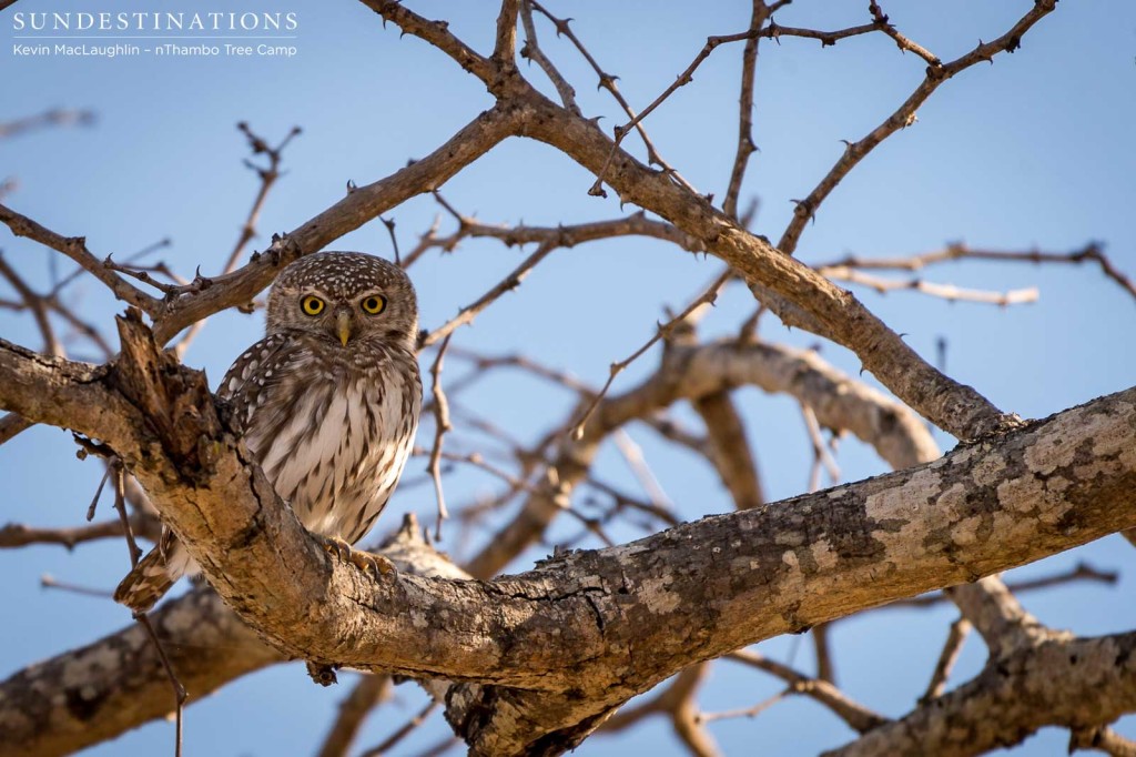 A pearl-spotted owlet glares down from its perch with a perfect, yellow-eyed stare