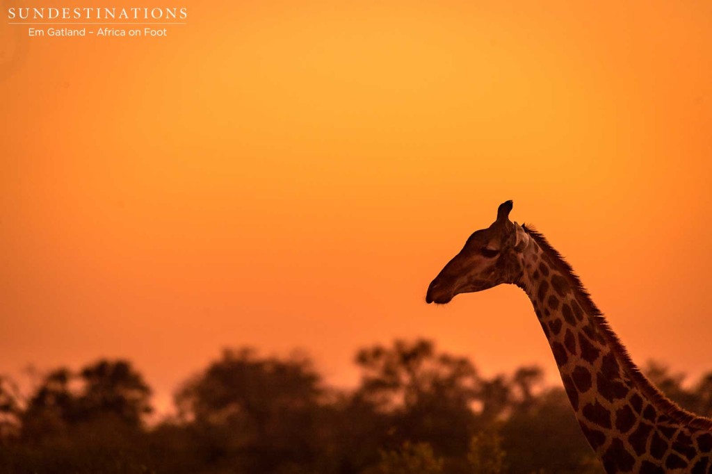 A sky of fire serves as the backdrop for this portrait of Africa's tallest mammal