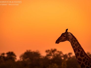 She lives and breathes through the earth, the rivers, the sky, and the sun. The wind is her whisper, and the trees are her limbs, reaching out to hold us in her embrace. She is beautiful, yet she is devastating; her moods can be joyous, and they can be foul. We marvel at her creation […]