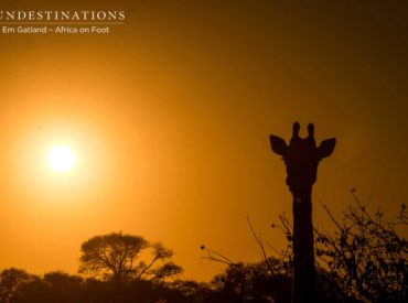 As 2016 heads off into the sunset, we bid a farewell to a year that saw plenty of endearing and heartbreaking wildlife moments. As we gradually move into an exciting blank canvas of 2017, we’d like to celebrate the wild by showcasing our top sunset photos. As the sun sinks into the horizon and puts […]