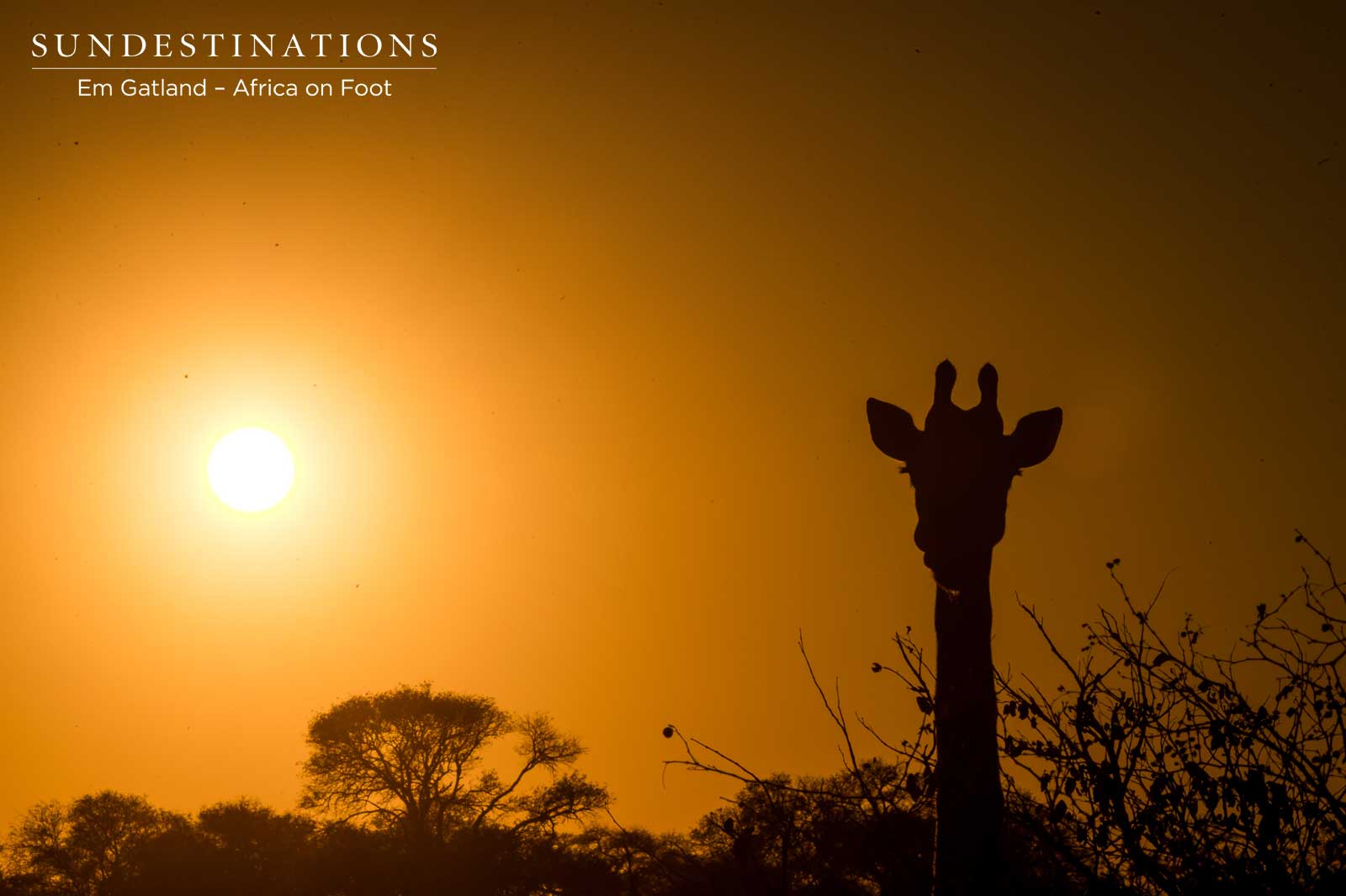 Giraffe in the Sunset