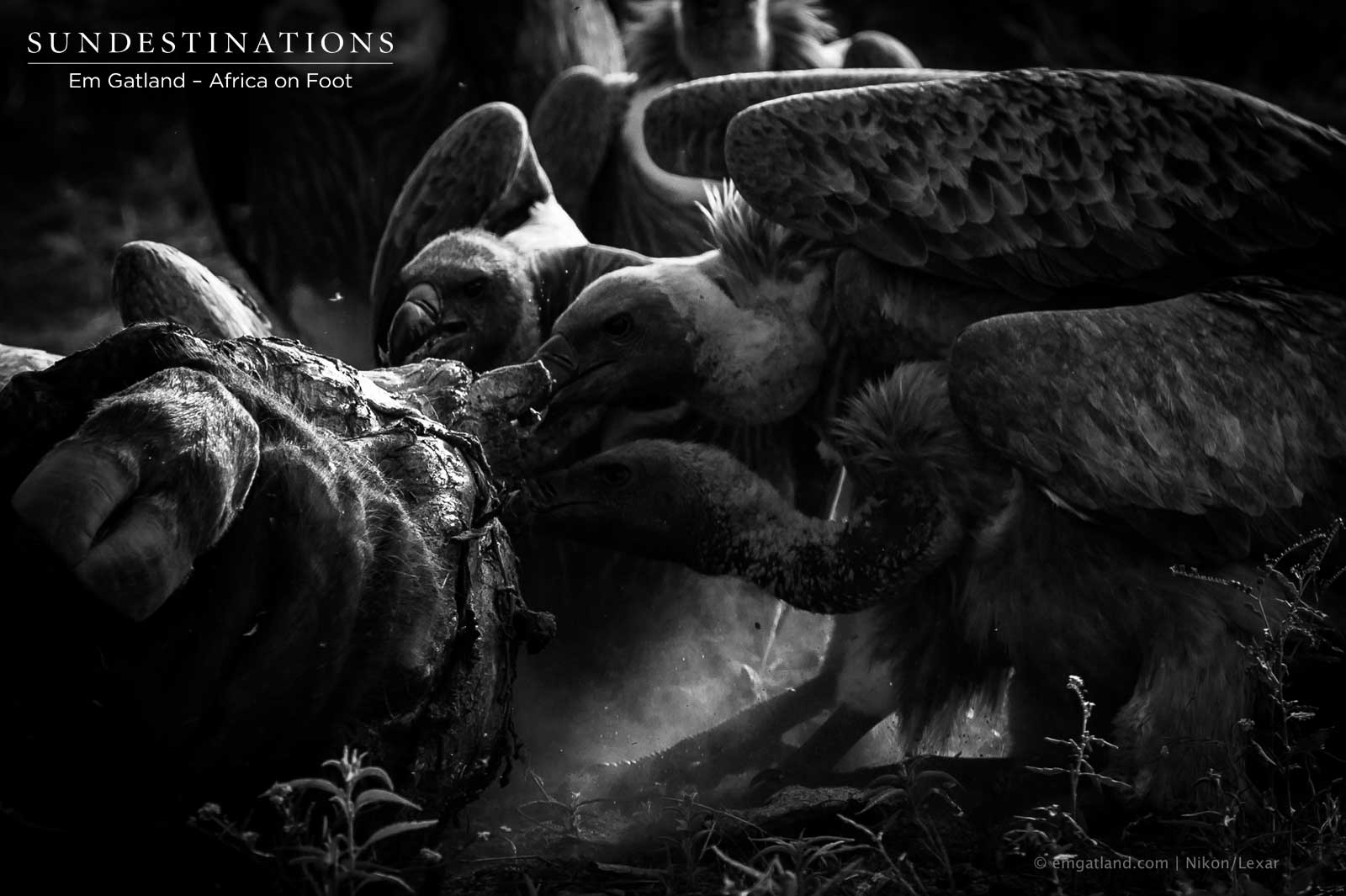 Vultures Feeding