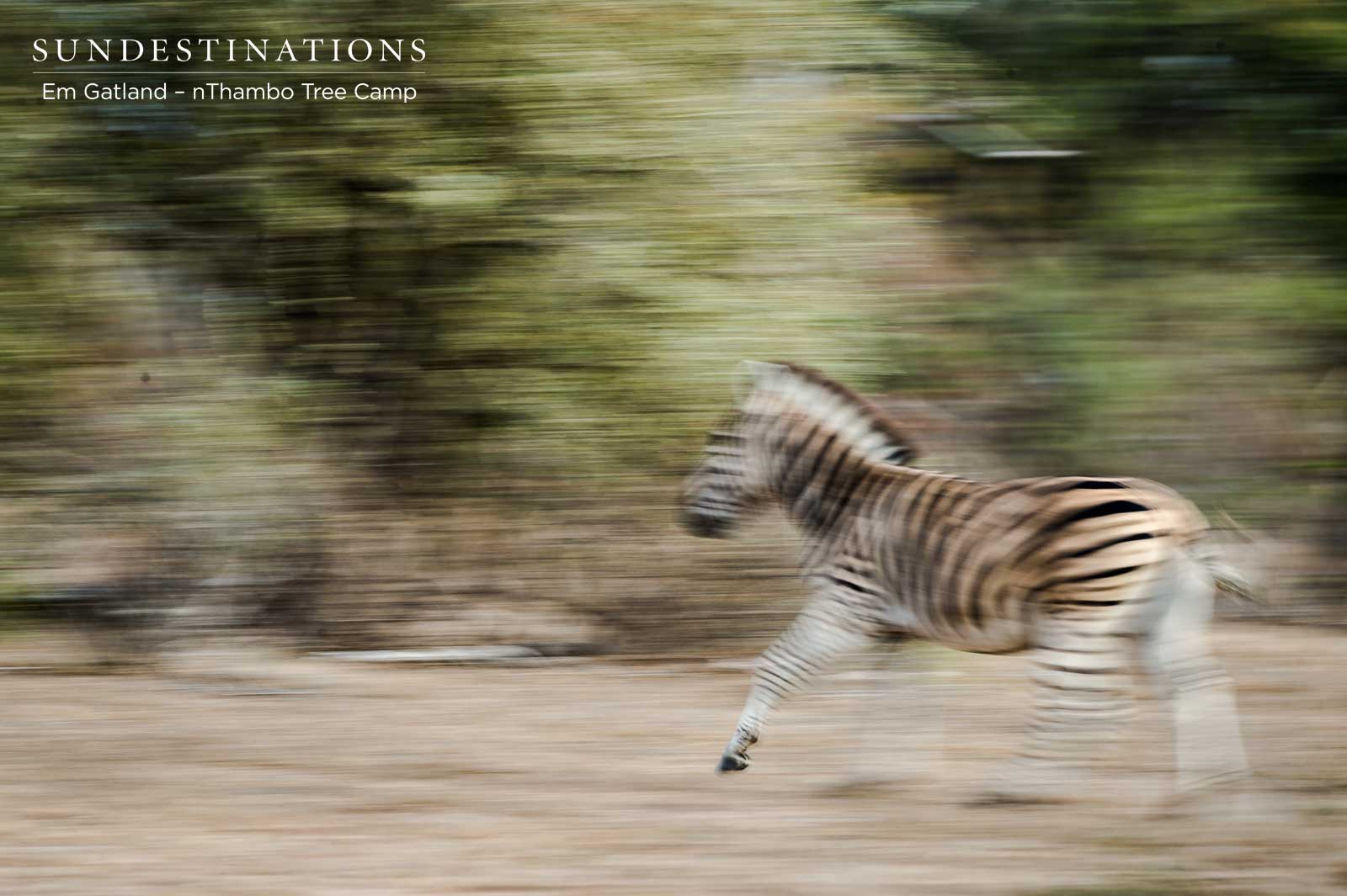 Zebra Herd in Movement