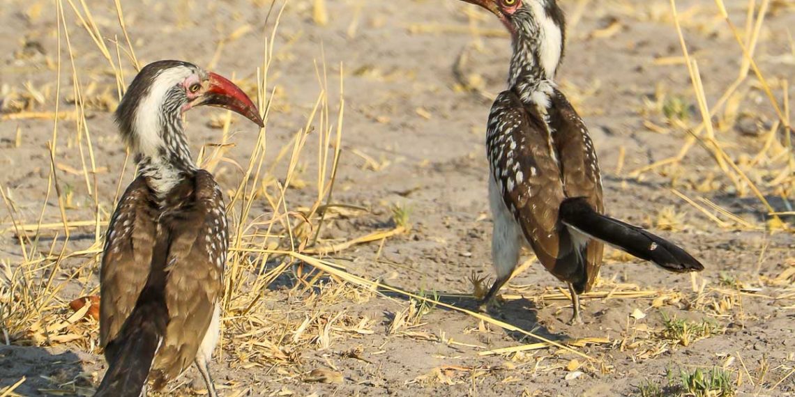 Walking Safari in Botswana : The Romantic Hornbill