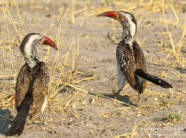 Article by guest blogger Mike McCaffrey, Nomadic by Nature. Taking game drives around Botswana, you are likely to see the yellow-billed hornbill flying around often.  It is one of the most common birds in the country, however, the best way to get to know it is taking a walking safari in Botswana. One of the first […]