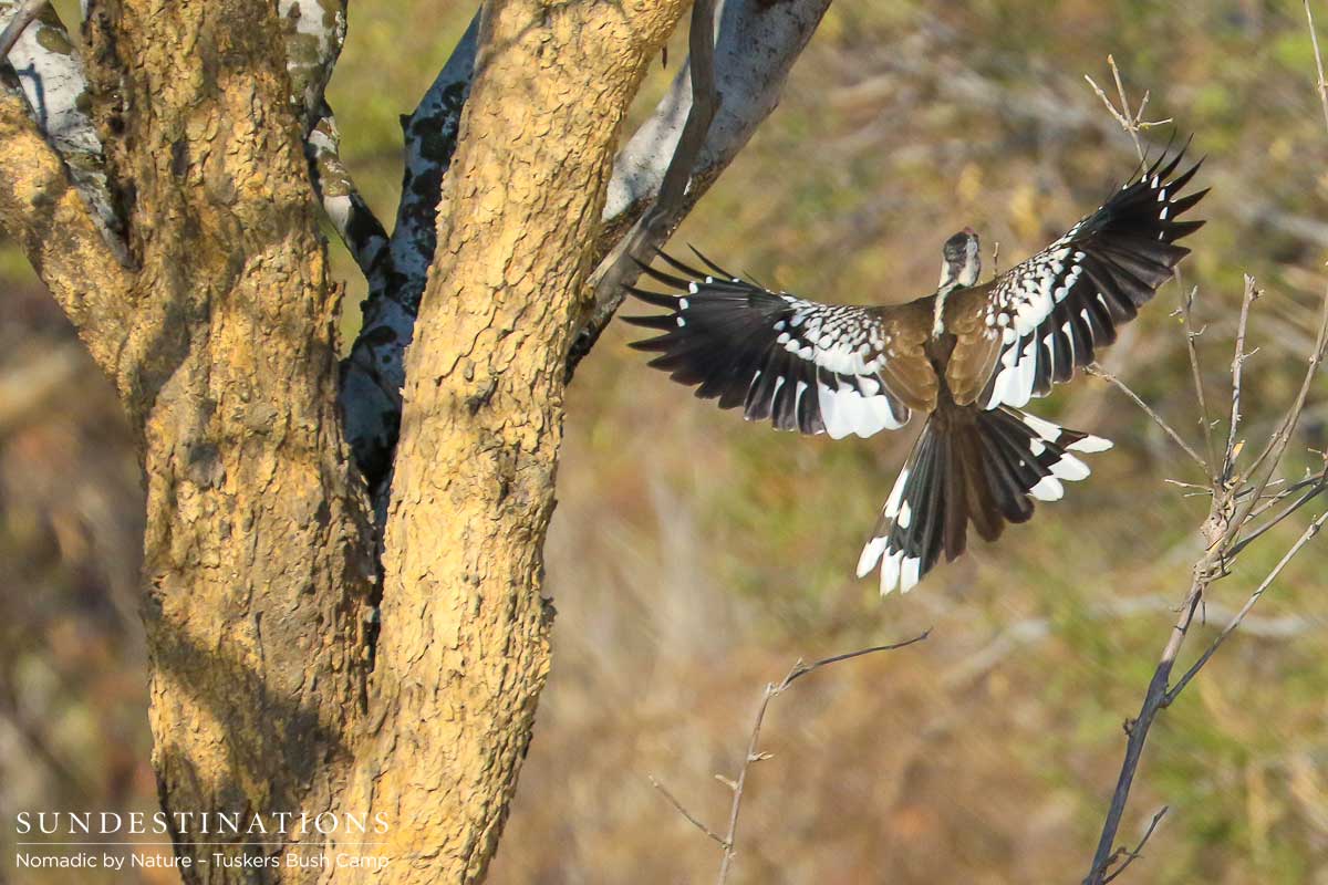 Hornbills in Flight Tuskers