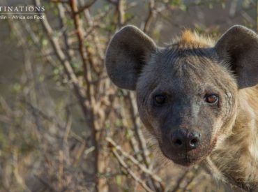 Hyena certainly have a bad reputation in the wild for being nothing but an anxiety ridden scavenger that waits in the wings to steal predator kills. These notorious creatures are a rather complex species and bear remarkable similarities to both cats and dogs. Often mistaken for being a derivative of some sort of canine species, they […]