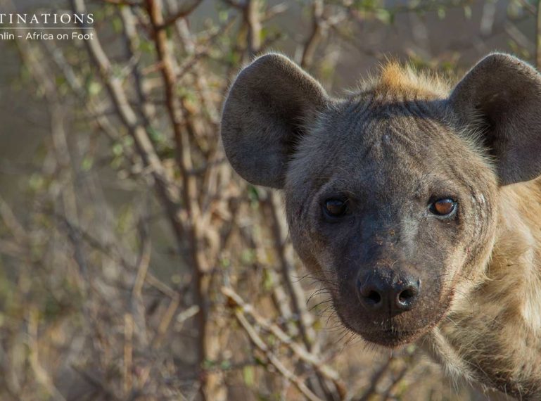 Hyena Cub Joins Clan’s Feeding Frenzy
