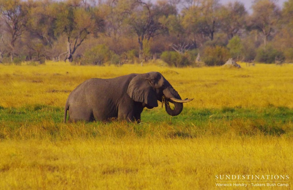 Elephants feeding on the grasses and reeds at the Khwai Riverfront