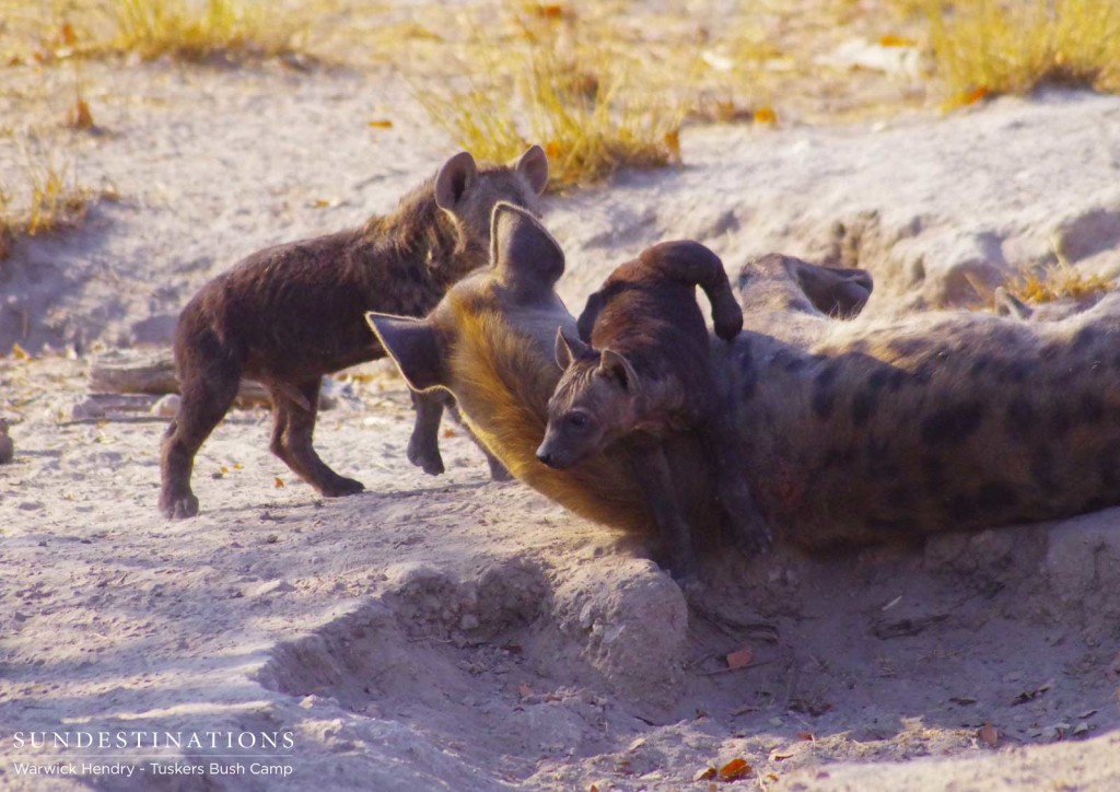 A hyena den with cubs of different ages at Khwai