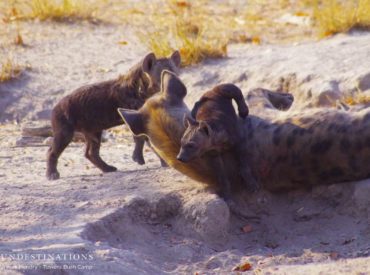 Khwai is a dusty little town on the north-eastern edge of Moremi Game Reserve, set among the winding waterways, floodplains and swamps of the river of the same name. It is a little slice of rural Botswana, full of all the usual trappings: dogs and chickens and small children going to and from school, old […]