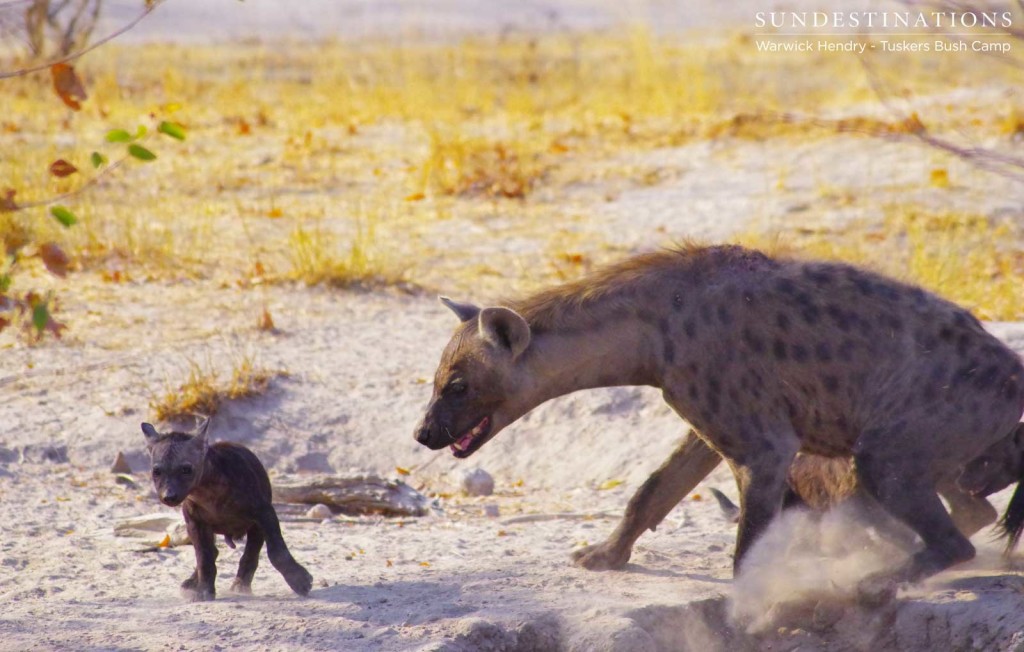 A hyena den with cubs of different ages at Khwai