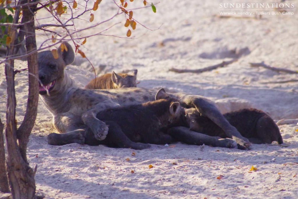 A hyena den with cubs of different ages at Khwai