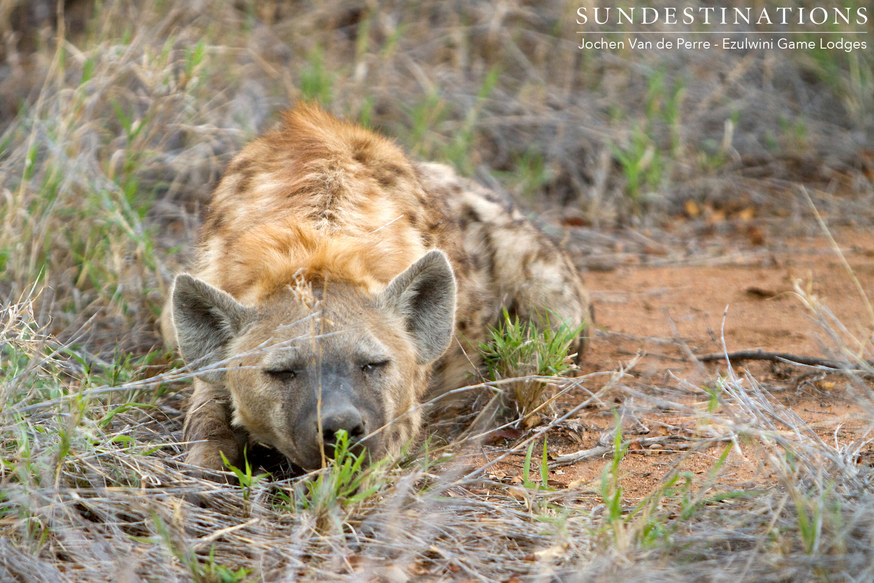 Hyena Waiting for Kill