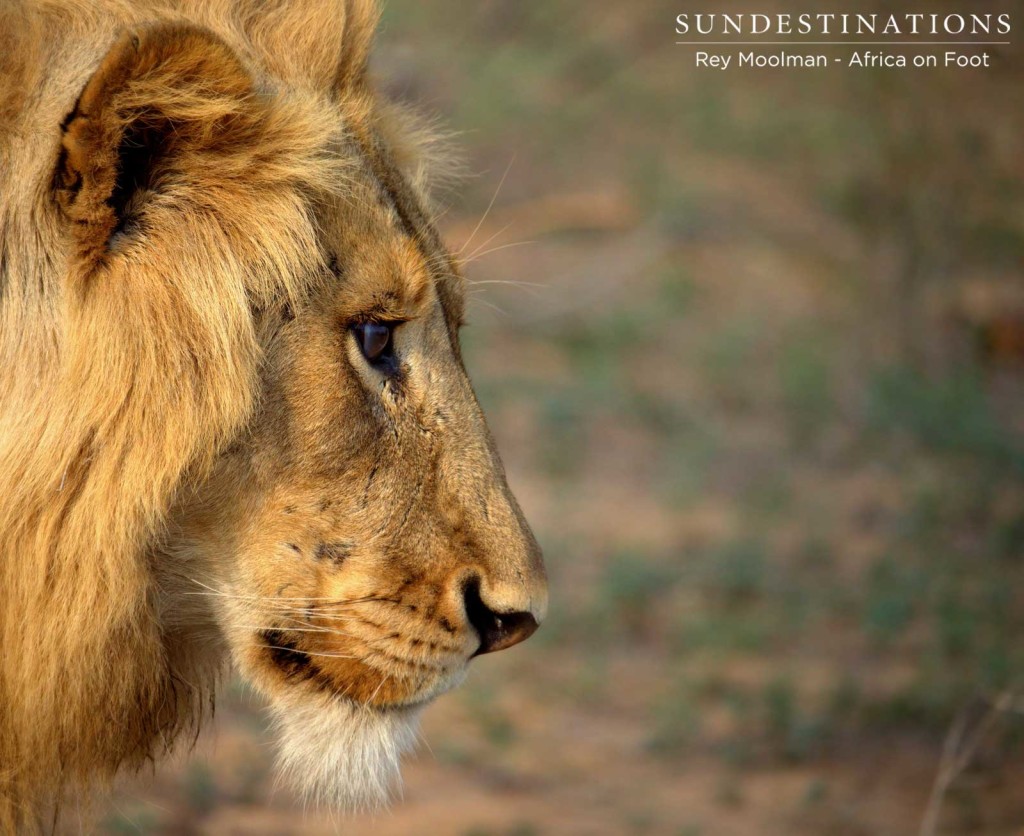 Mapoza males mating with Breakaway lionesses