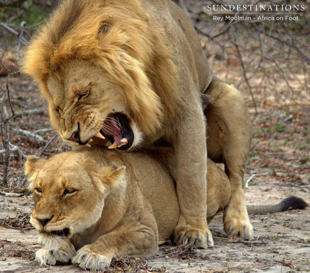 Mapoza males mating with Breakaway lionesses