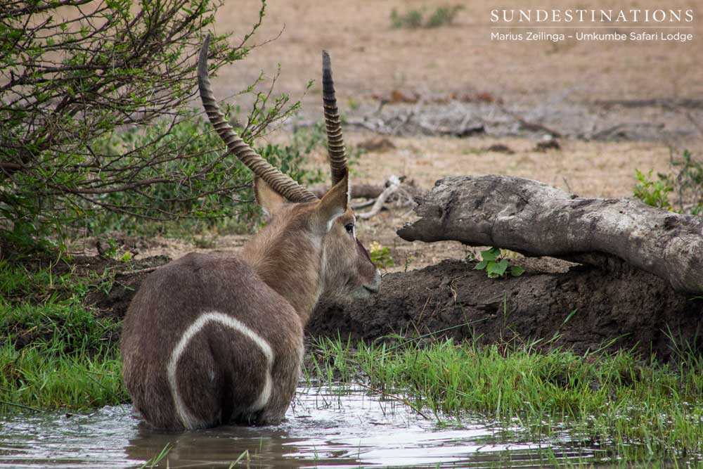 A waterbuck in his happy place: waist deep in a waterhole surrounded by green shoots of grass
